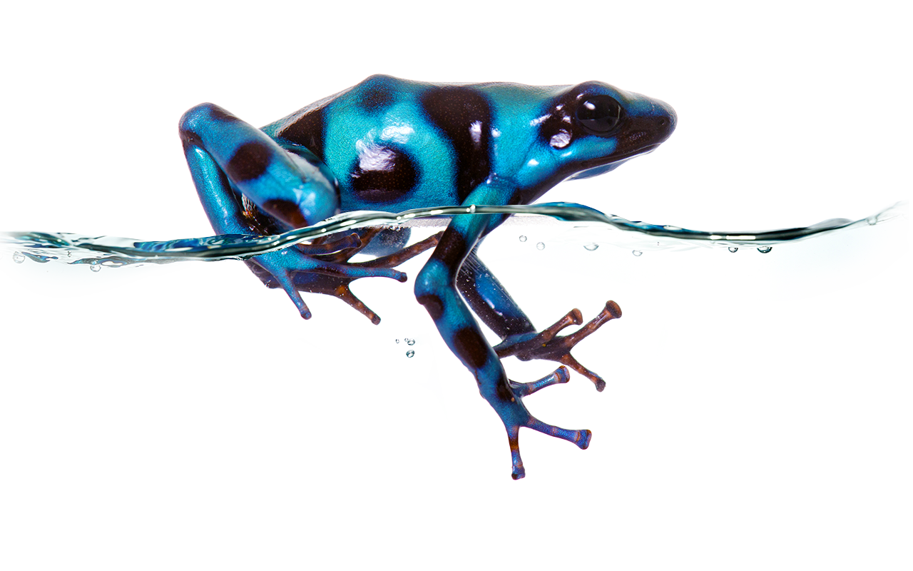 random-1280x800-froggie1